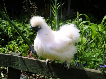 Silkie cockerel in the garden