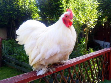 White Pekin Cockerel