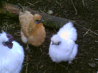 white silkie and silkie cross sussex