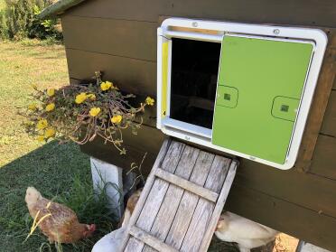 An automatic door opening installed on a wooden chicken coop.