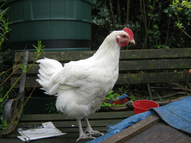 our young white sussex cockerel