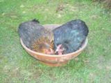 The girls sharing a bath