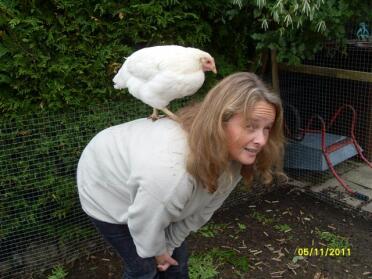 Chicken standing on woman's back