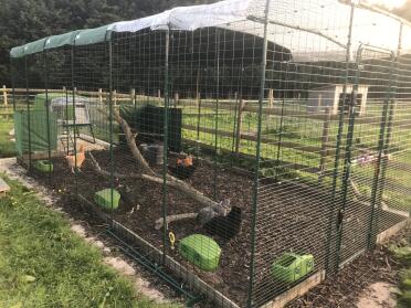 Our run is now 6x3x2 and the chickens love it!