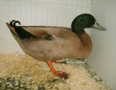 Dark campbell duck in cage