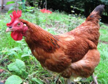 Gingernut ranger chicken in garden