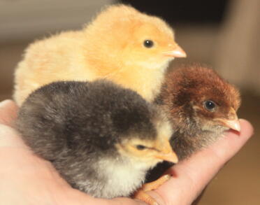 pepper,s  chicks