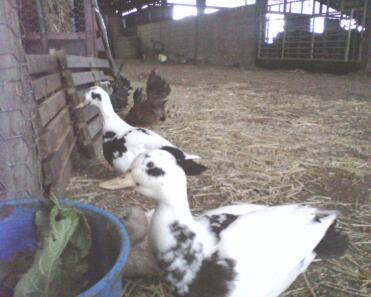 pair of magpie call ducks