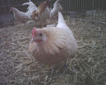 red pyle dutch hen