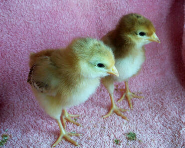 My CHICKS