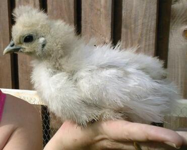 white silkie pure bred chicks 6- 8 weeks