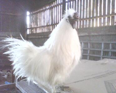 white silkie rooster