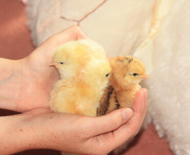 light sussex hybrid chicks