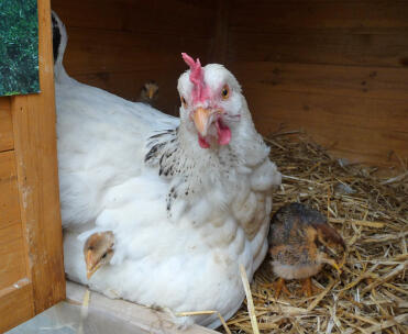 My broody Gloria with her chicks