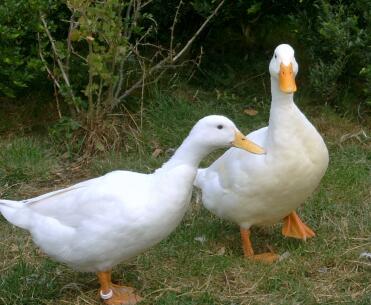 2 ducks in garden