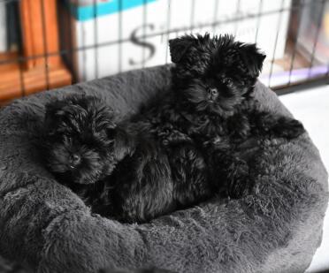 The puppies love the Maya bed 