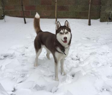 Huskies love snow