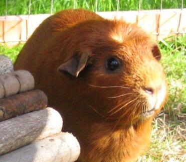 Ginger was Rosie's new for 18months, sadly she passed away from a stroke 20/12/06.  She was lovely natured and put up with Rosie's diva tantrums.