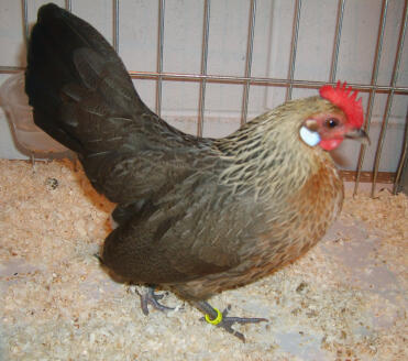 Dutch pullet in cage