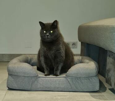 Your cats will enjoy the bolster beds too!