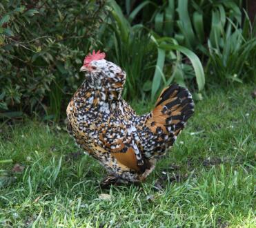 Mille fleur Belgian D'Uccle