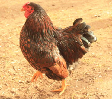 gold laced cockerel