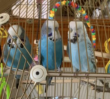 Birds are enjoying the space of their Geo cage