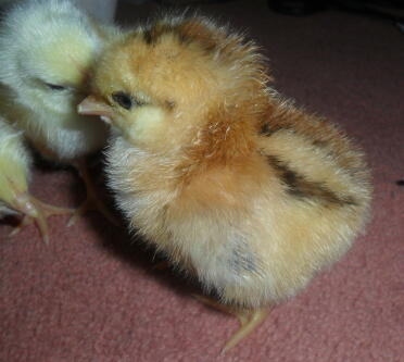 hybrid chick