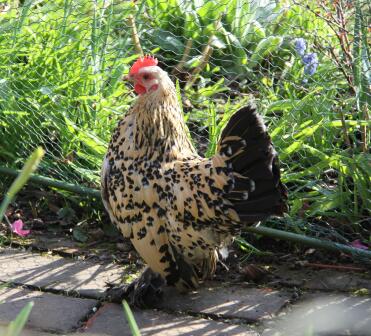 Lemon mille fleur booted bantam