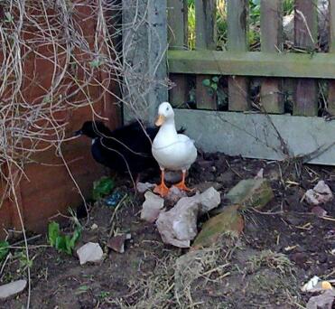 Donald and Jemima, Call ducks