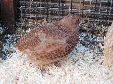 japanese quail