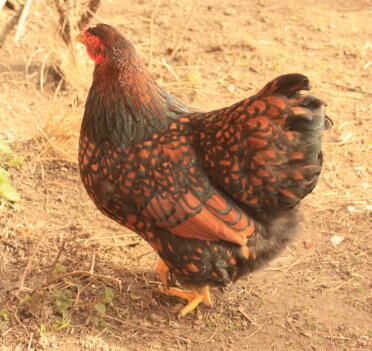 gold laced bantam hen