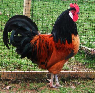 Vorwerk Cockerel