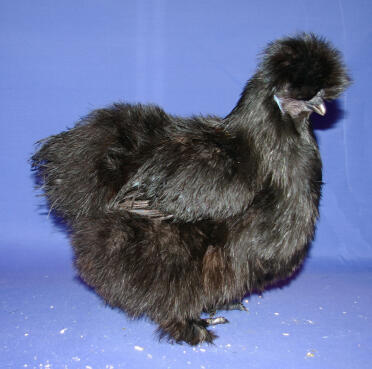 Black silkie chicken