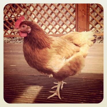 Chicken on decking