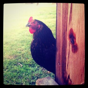 Chicken in garden