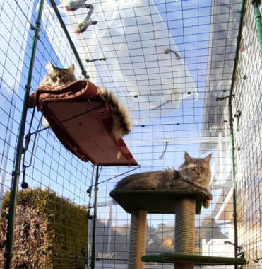 Cats enjoy resting on the shelves