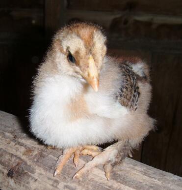 buff columbian brahma chick