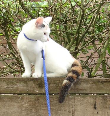 Cats can have walkies too!