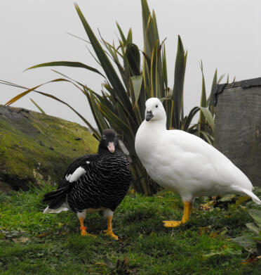 Geese in garden