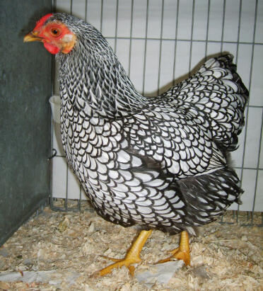 Wyandotte chicken