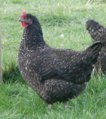 Maran pullet in grass