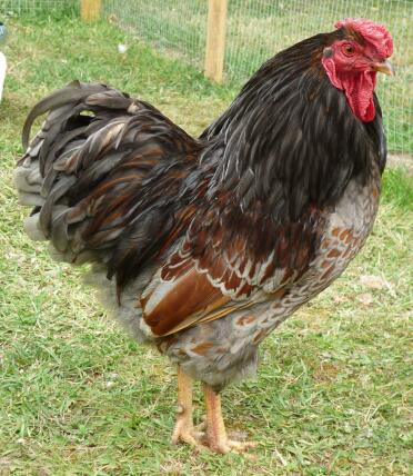 Blue laced red cockerel in garden