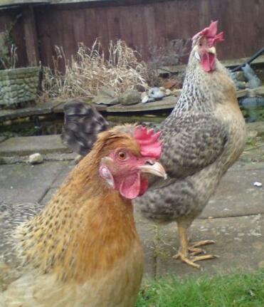 Two chickens in garden