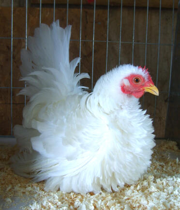 Japanese hen sitting