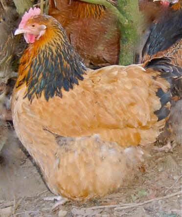 Emma the Buff Columbian Hen