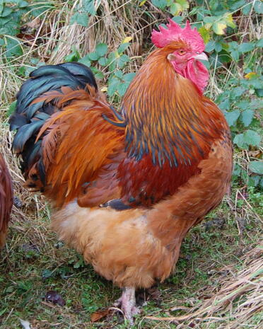 Charlie the Buff Columbian Orpington Cockerel