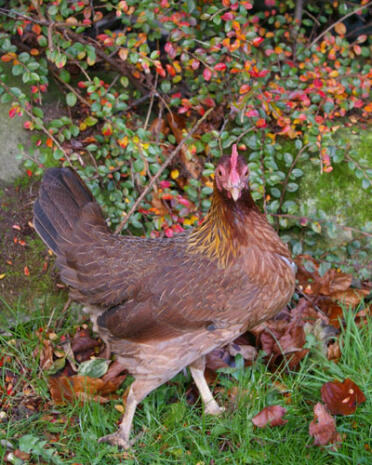 Welsummer hen in garden