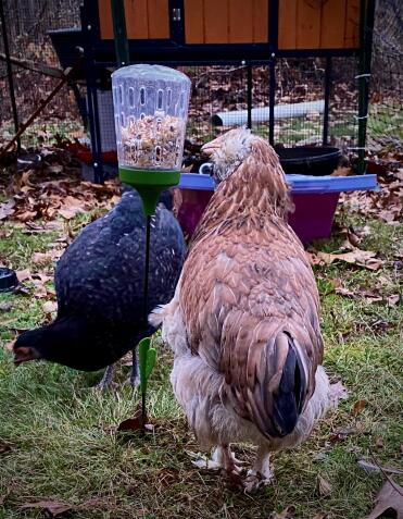  Dandelion gets a chance to play with the peck toy.