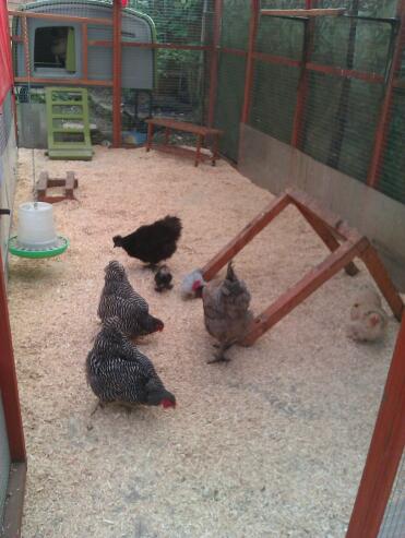 Chickens in run with green Omlet Eglu Cube large chicken coop in background